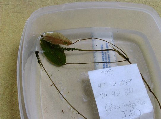SITE14 ques_ribbon-leaf_Pondweed